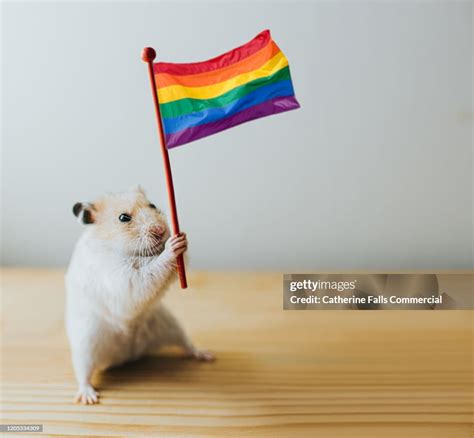 gay hamster.de